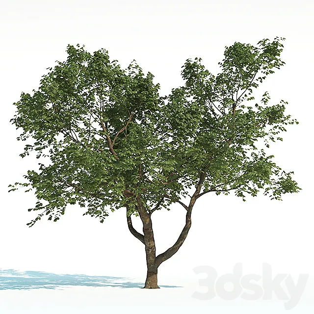 Tree Common 02 (2 of 3) 3D Model
