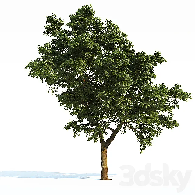 Tree Common 03 (3 of 3) Free Download