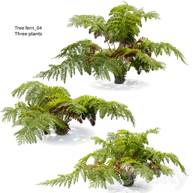 tree fern 04 3D Model