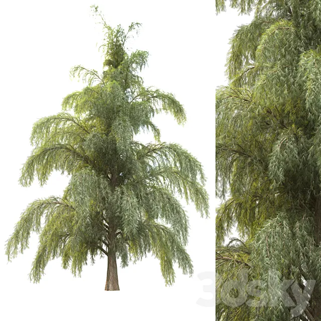 tree for landscape12 (pine tree) Free Download
