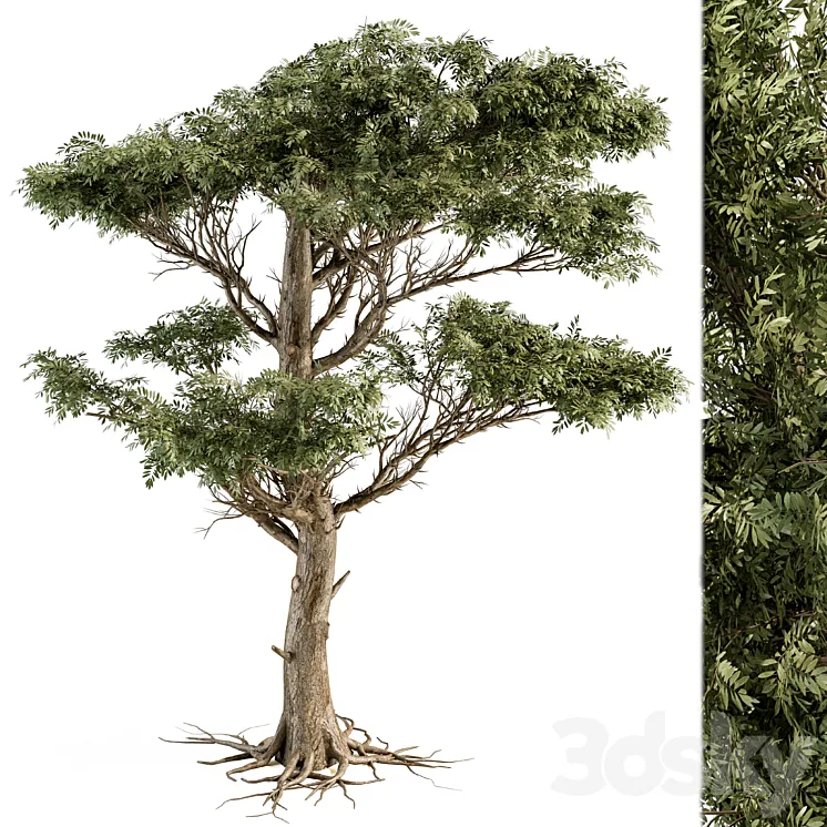 Tree Green Acacia - Set 73 3D Model Free