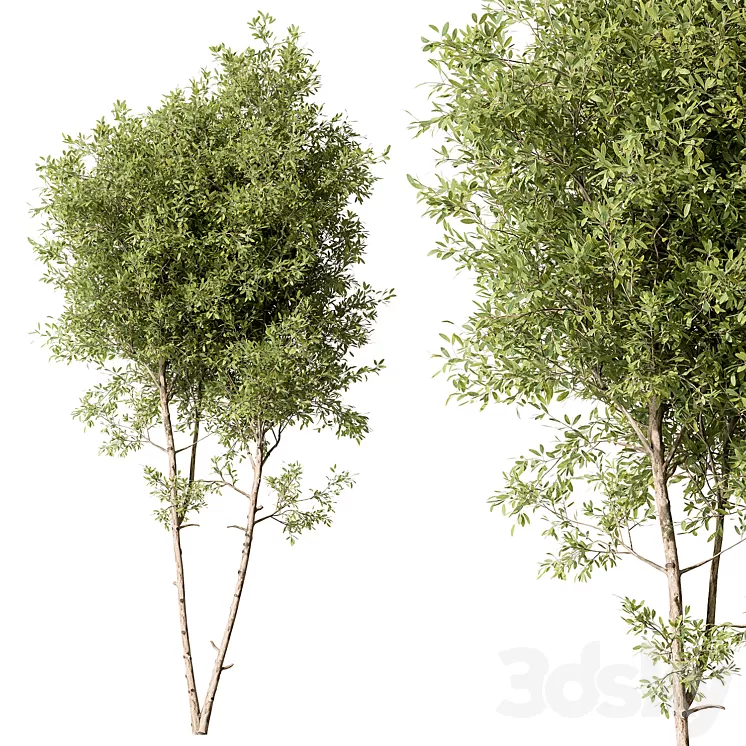 Tree Green Maple - Set 125 3D Model Free