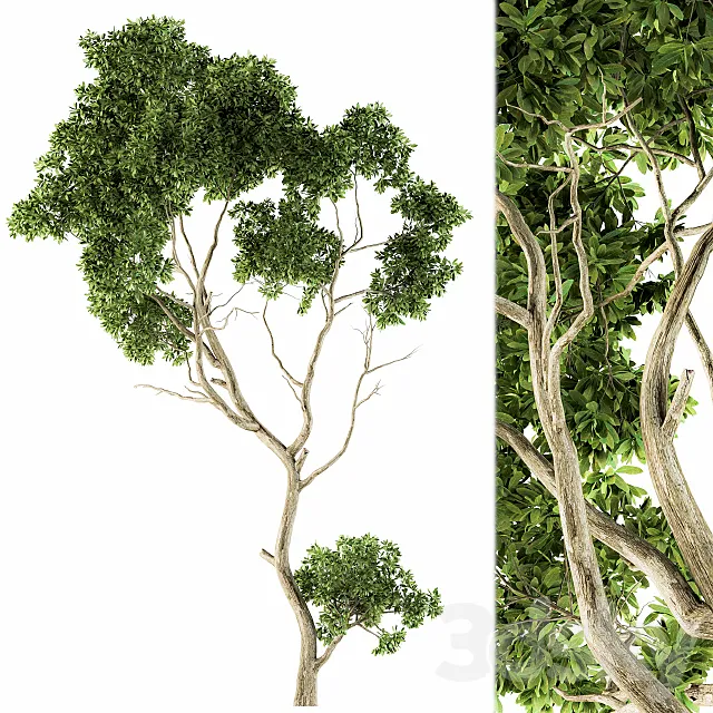 Tree Green Maple - Set 27 Free Download