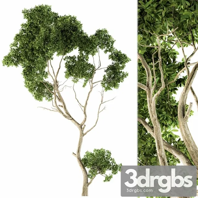 Tree green maple - set 27