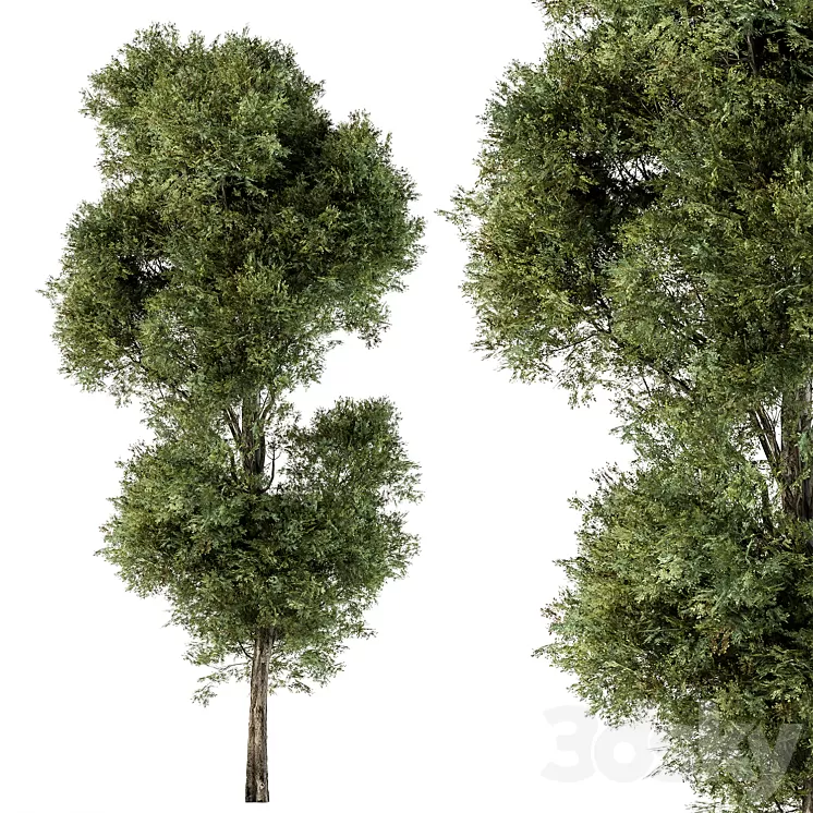 Tree Green Maple - Set 98 3D Model Free