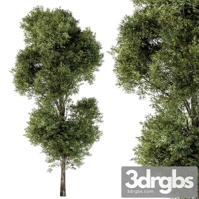 Tree green maple - set 98