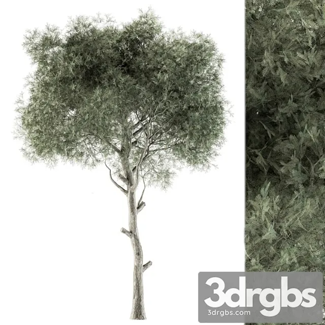 Tree Green Needle Set 63 3D Model Free