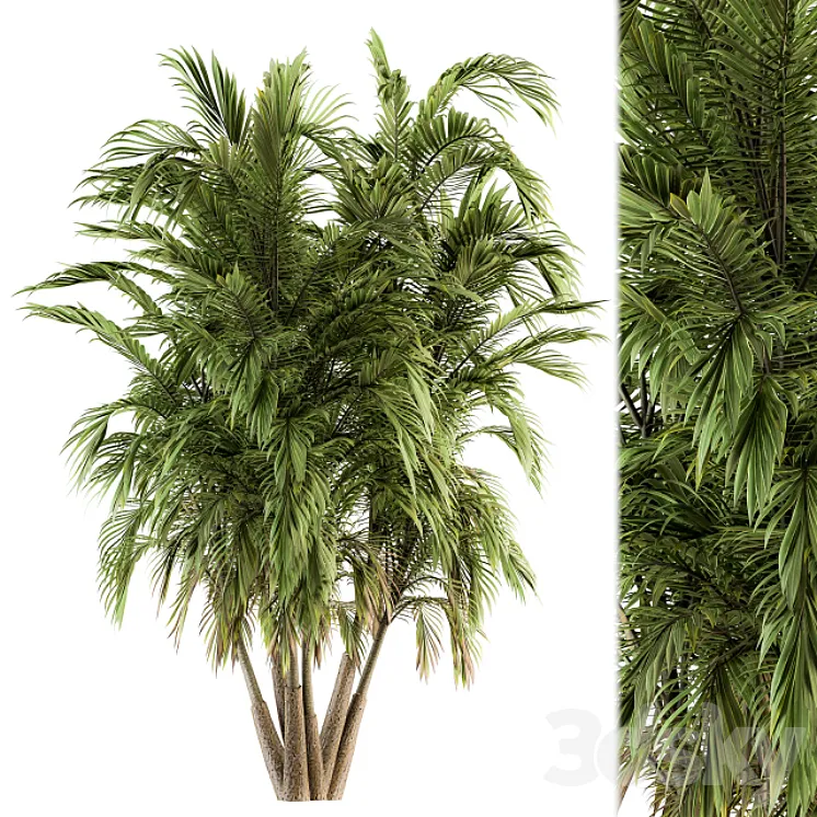 Tree Green Palm bunch - Set 32 3D Model Free
