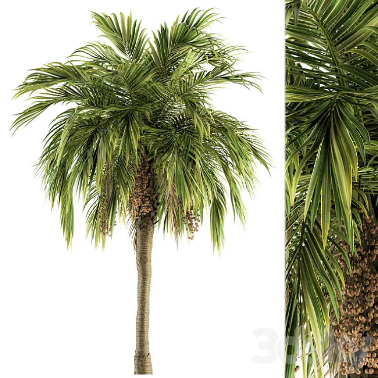 Tree Green Palm with Fruit - Set 34 3D Model Free
