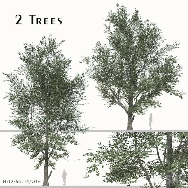 Tree (Korean hackberry) (2 Trees) Free Download