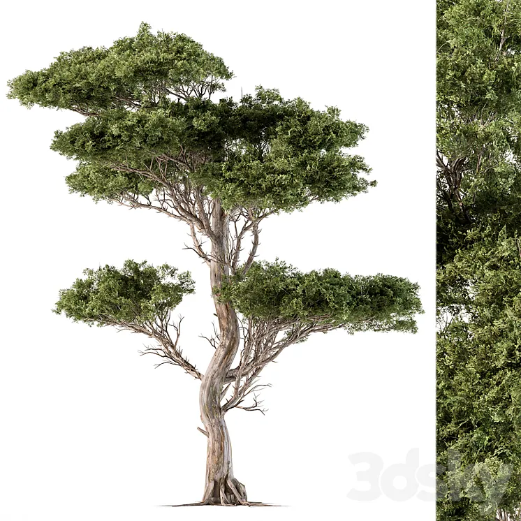 Tree Needle Acacia - Set 102 3D Model Free