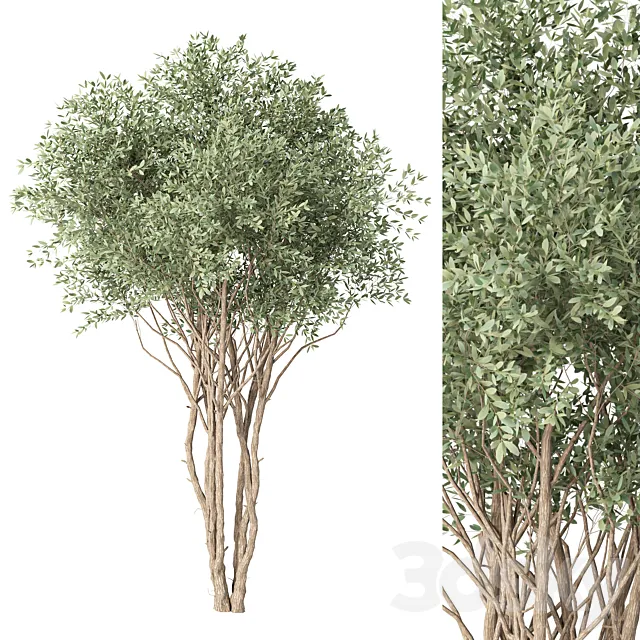 tree no. 38 3D Model