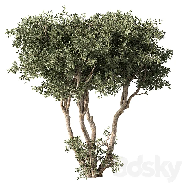 Tree No.65 3D Model