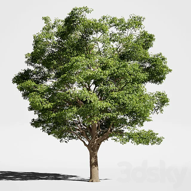 Tree Oak generic 3D Model