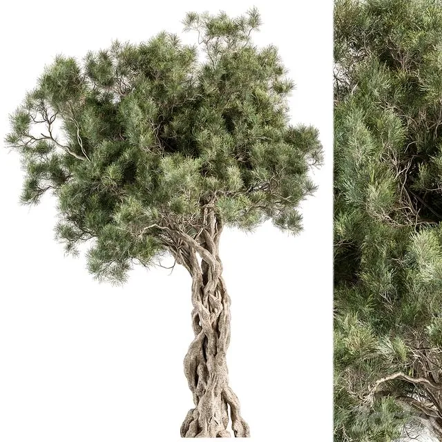 Tree Olive - Set 193 3D Model