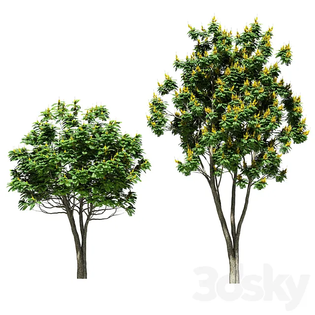 Tree peltoforum krylatoplodny. 2 models 3D Model