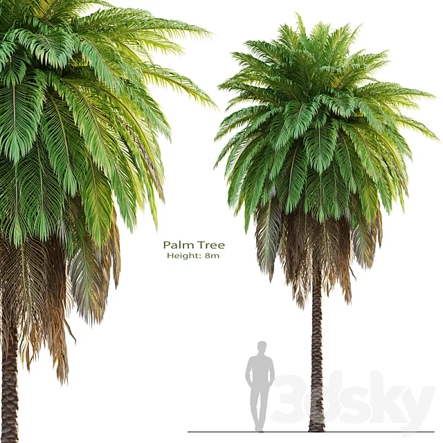 tree set 08-Palm Tree-C 3D Model