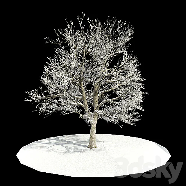 tree-snow _ tree in snow Free Download