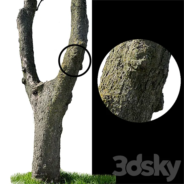 Tree trunks textures 3DModel