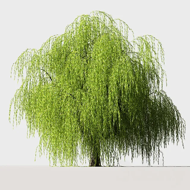 Tree Willow 3D Model