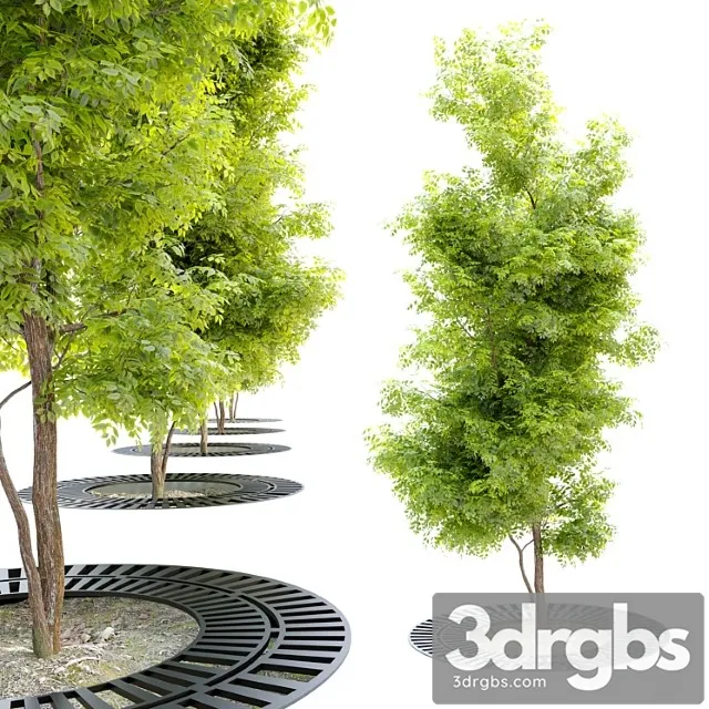 Tree With Metal Grate Free Download