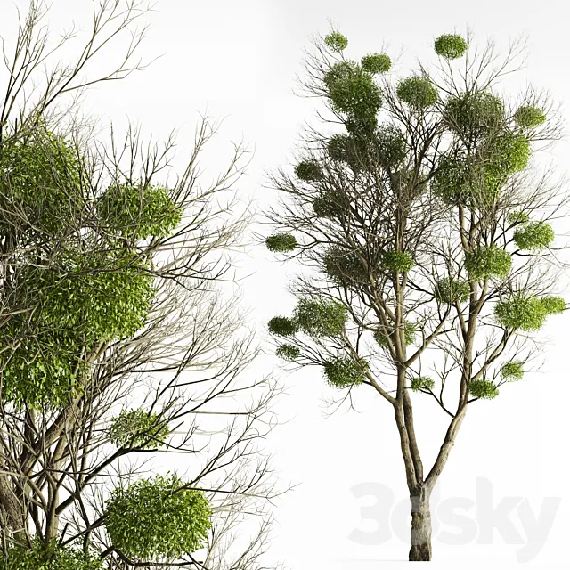 Tree with Mistletoe 3DModel