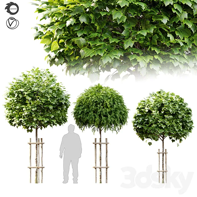 Tree with wooden guard 3D Model