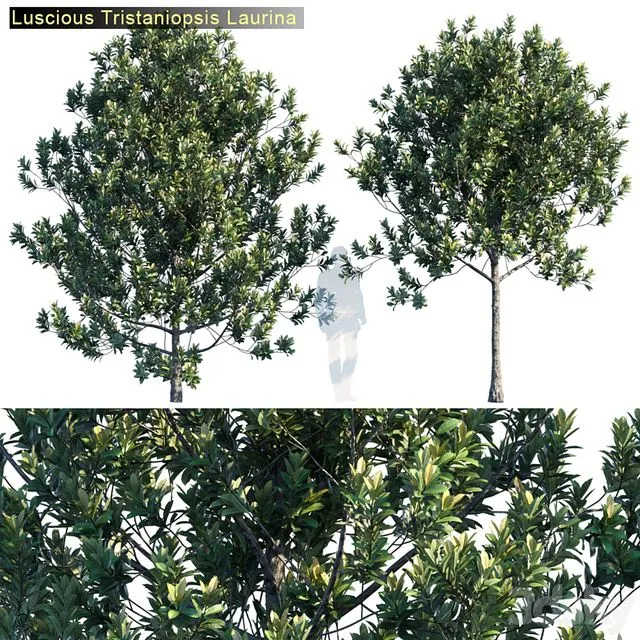 Tristanopsis Laurina # 2 3D Model