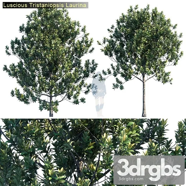 Tristanopsis Laurina 2 3D Model Free