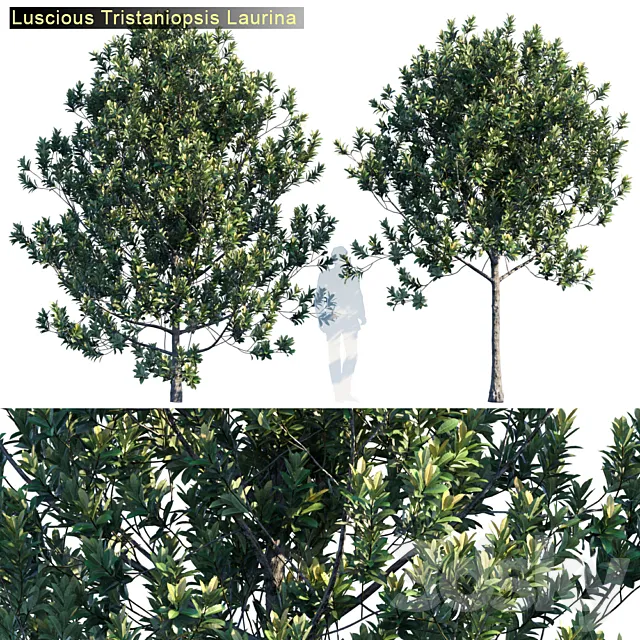 Tristanopsis Laurina # 2 Free Download