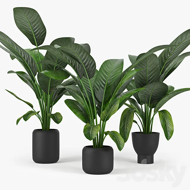 Tropical Palm 3DModel