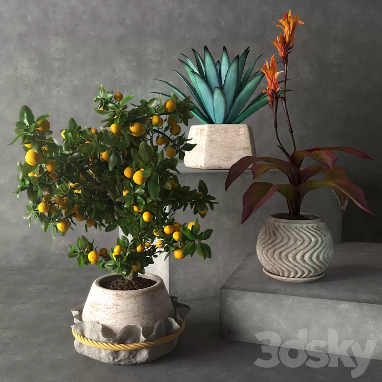 Tropical plants 3D Model