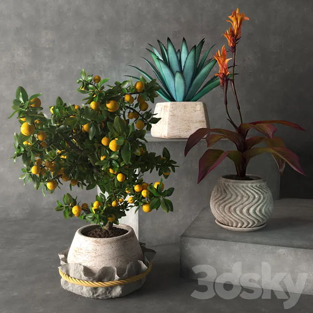 Tropical plants 3DModel
