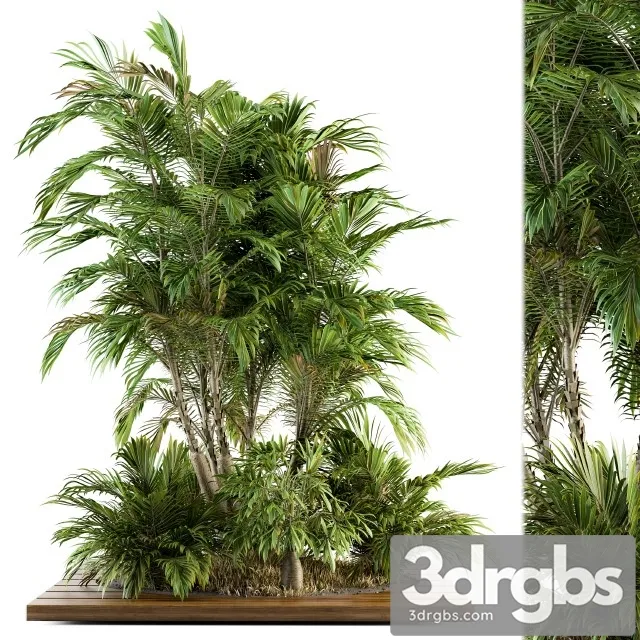 Tropical Tree  Garden Set 05 3D Model Free