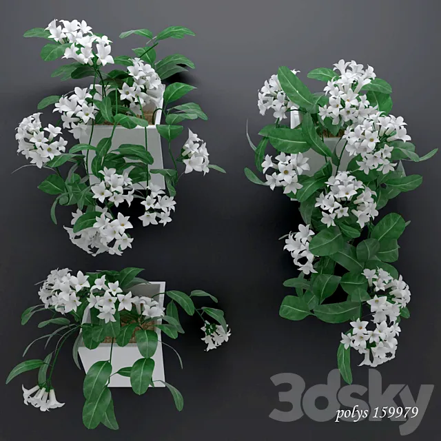 Trudging stephanotis plant abundantly blooming 3D Model