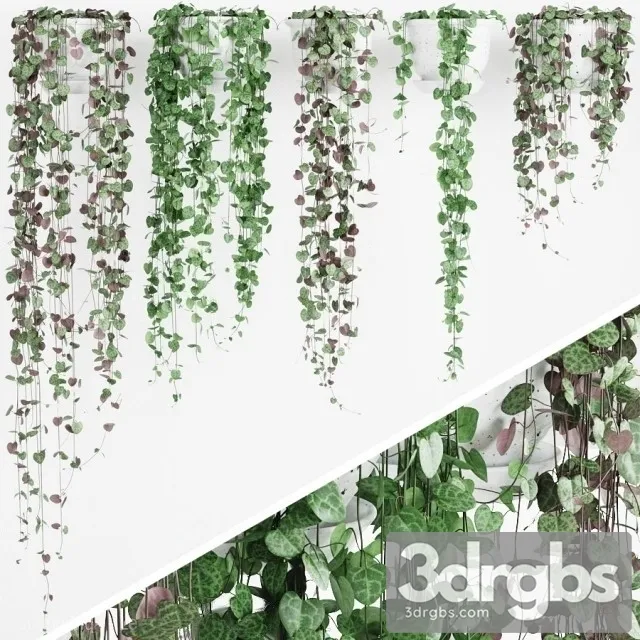 Tseropegiya 2 3D Model Free