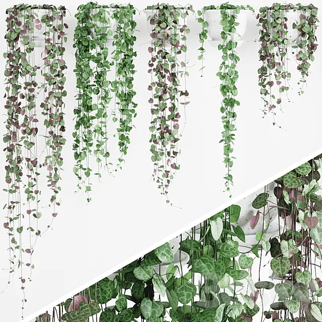 Tseropegiya 2 3DModel