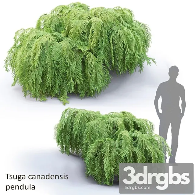 Tsuga Canadensis Povislaia Tsuga Canadensis Pendula 1 3D Model Free