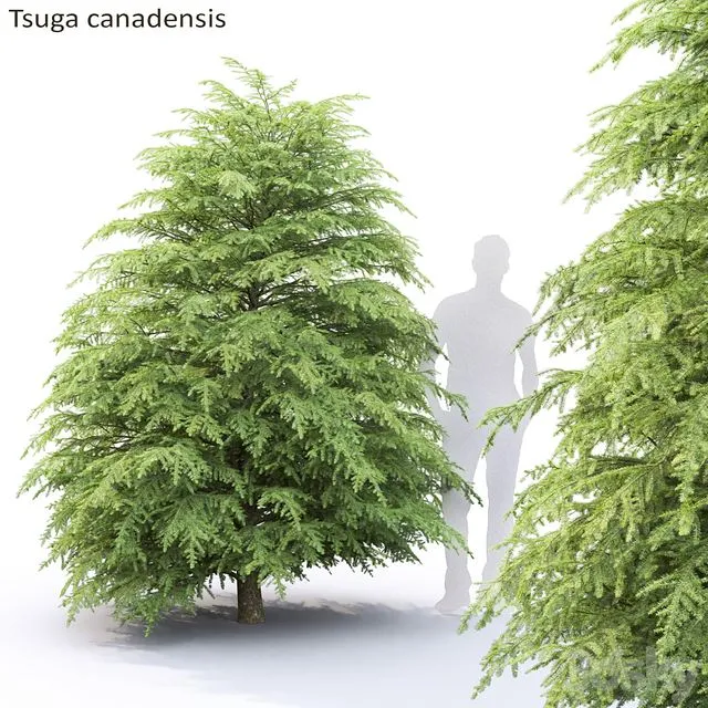 Tsuga Canadian Tsuga canadensis # 1 3D Model