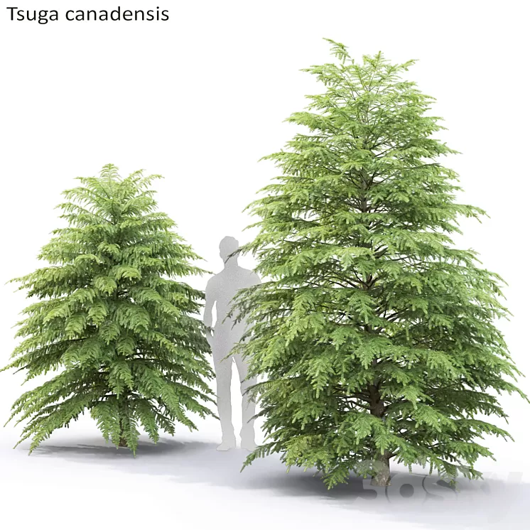 Tsuga Canadian | Tsuga canadensis # 2
