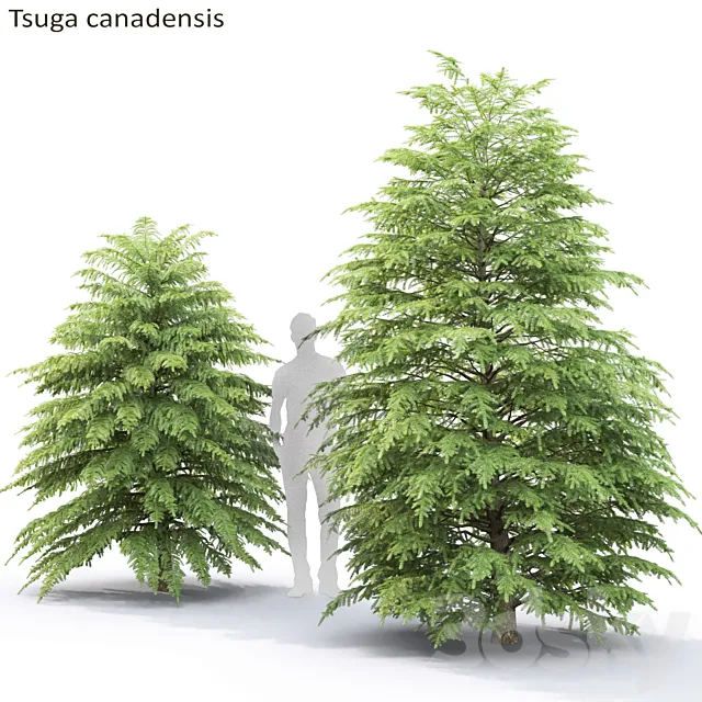 Tsuga Canadian | Tsuga canadensis # 2 3DModel