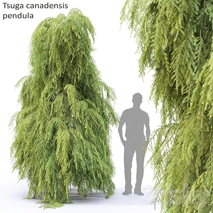 Tsuga Canadian | Tsuga canadensis pendula # 2 3D Model