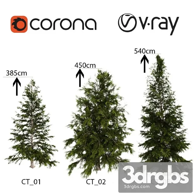 Tsuga Heterophylla Tree 3D Model Free