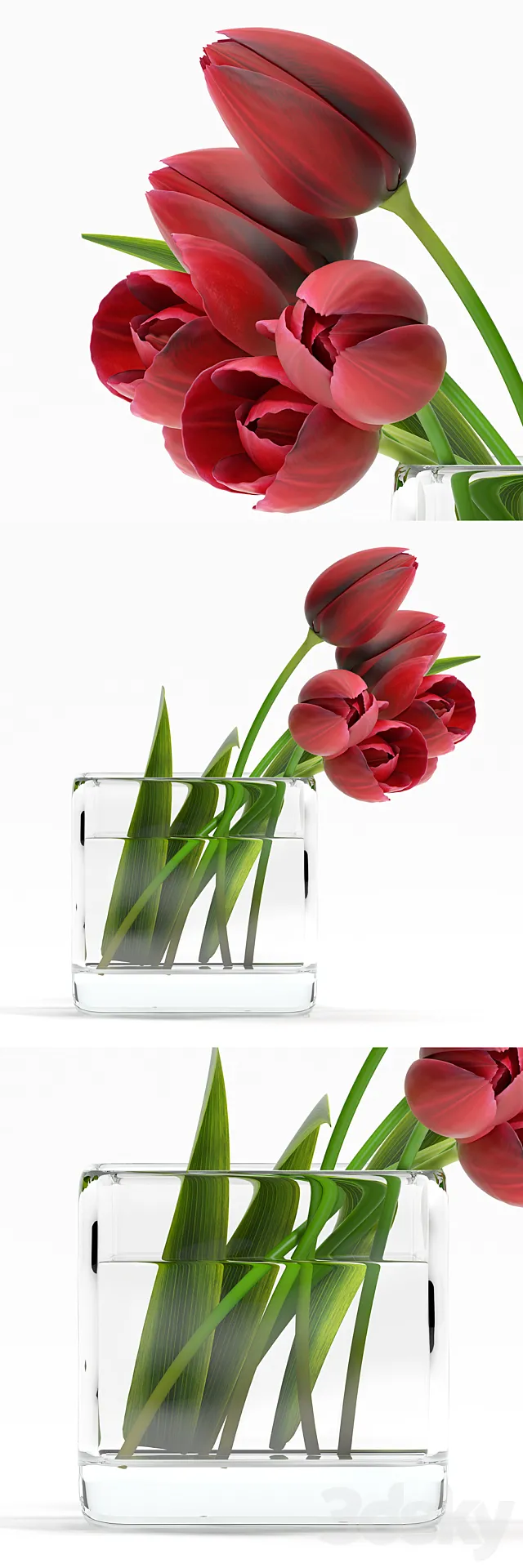 TULIP4 3D Model