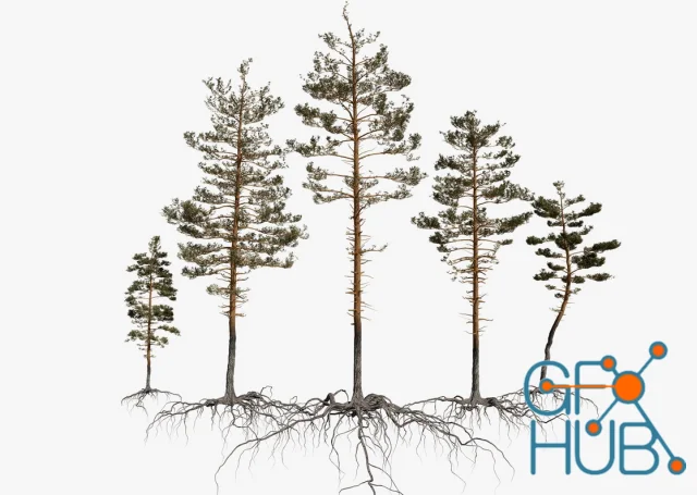 Turbosquid - Pine Tree Pack vol.02