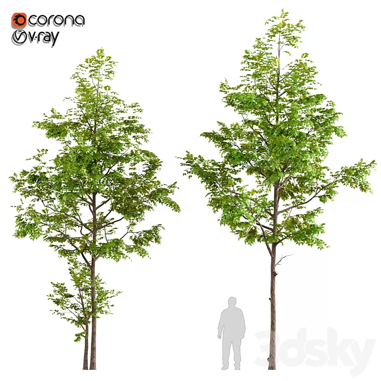 Two ash tree 3D Model