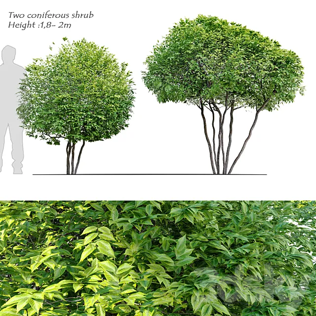 Two coniferous shrub 3D Model