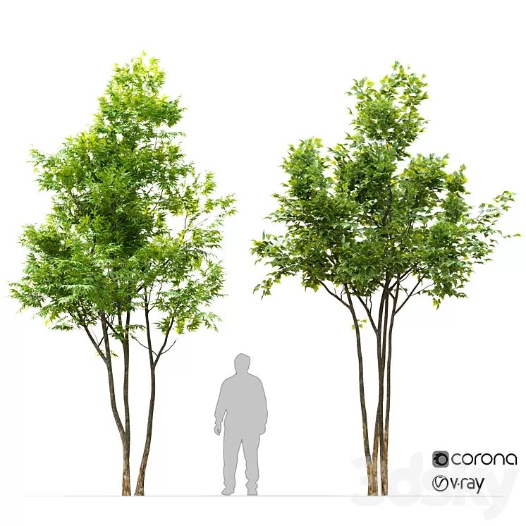 Two maple tree 3D Model