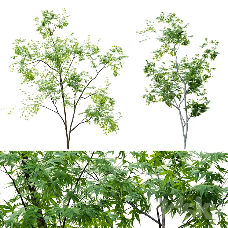 Two young trees 3D Model