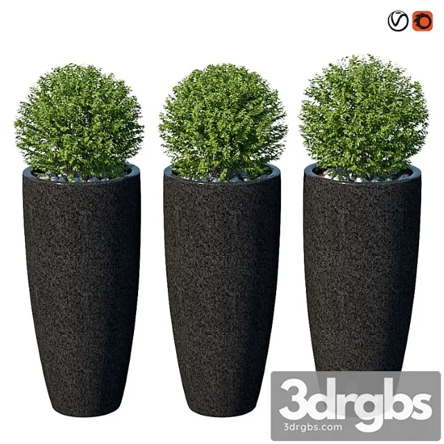 Ulichnye Kusty V Kashpo Viii 3D Model Free